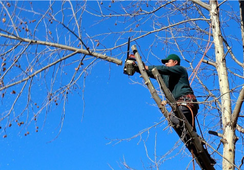 tree services in richmond virginia