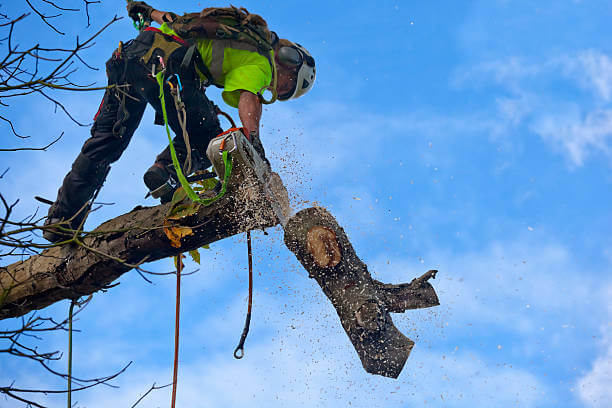 commercial tree removal services richmond