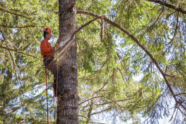 residential tree removal services richmond