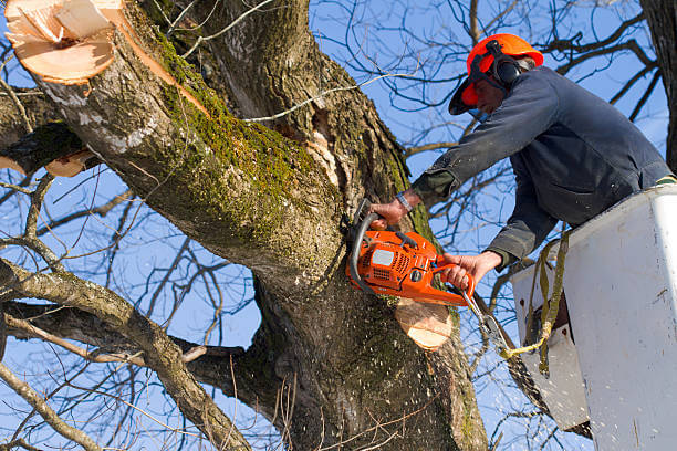 tree removal service in richmond va