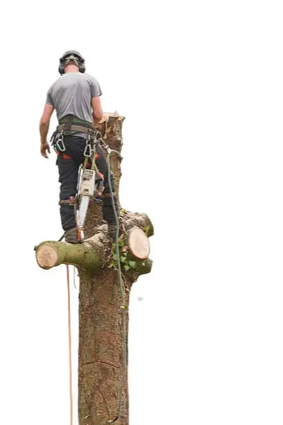 JM Tree Services in Richmond, VA 3 jm tree fundo branco 4 JM Tree Services - Tree Services in Richmond VA