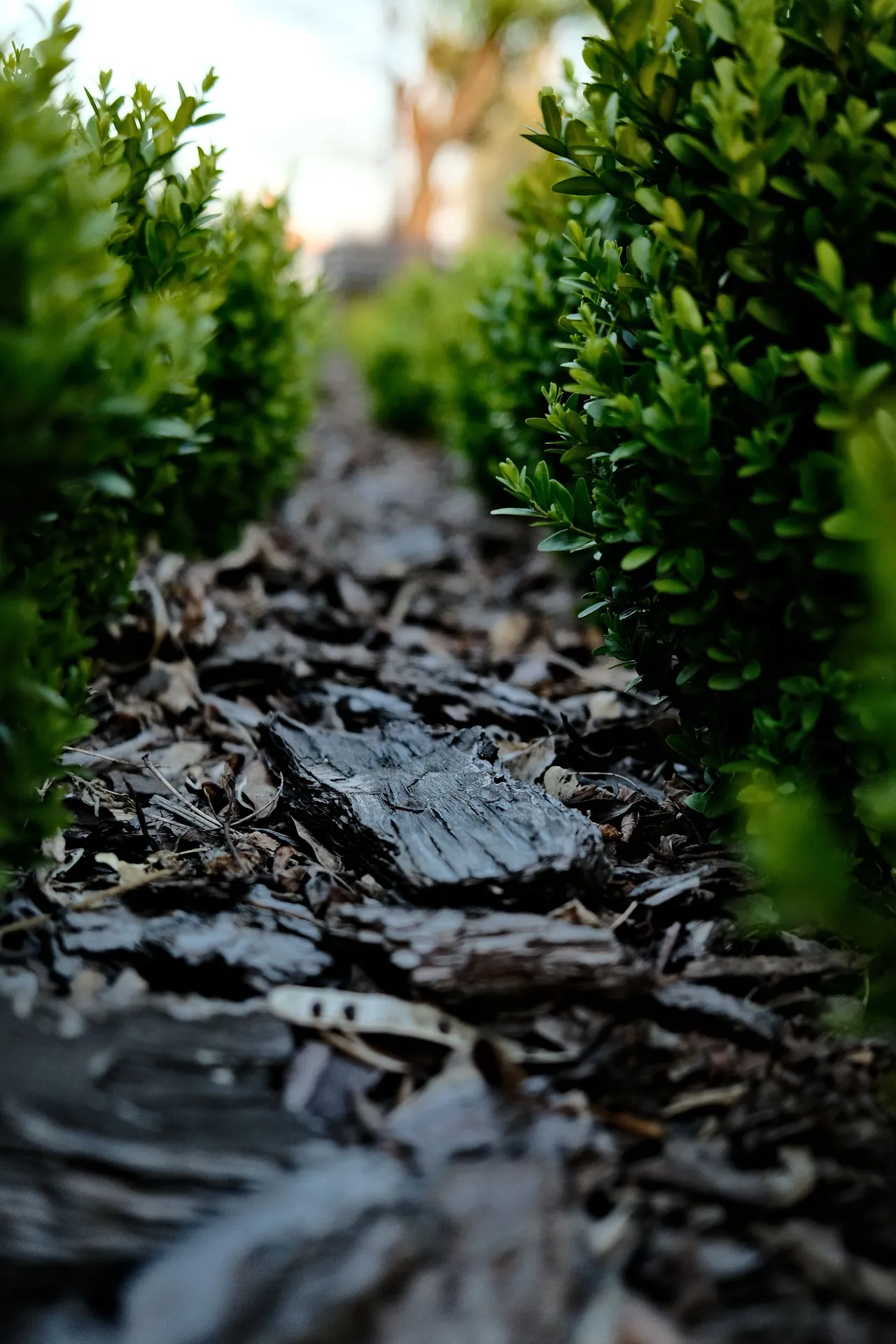 Fresh mulch installed along a neatly edged garden bed and hedge