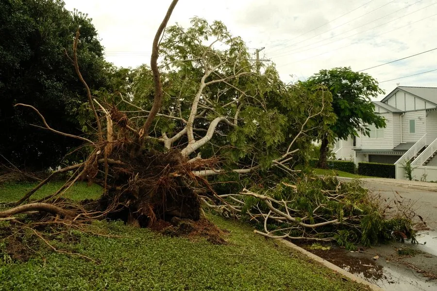 Large tree uprooted by a storm on a residential street