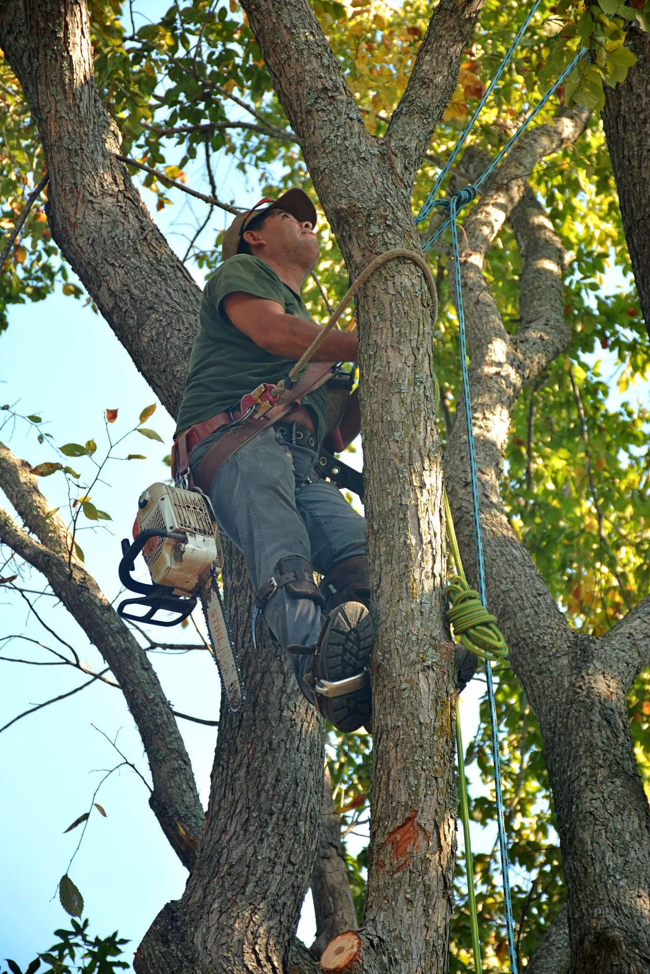 Arborist pruning branches from a tree canopy with a chainsaw