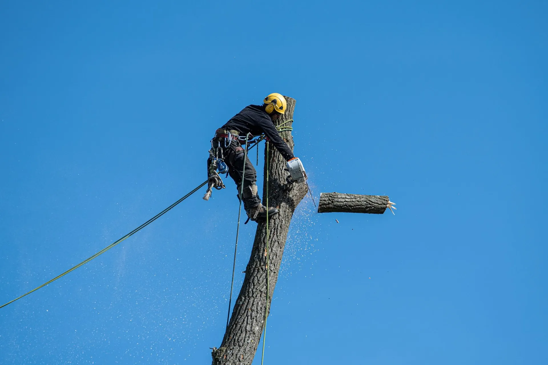 Arborist high in a tree cutting a large limb with a chainsaw against a clear sky
