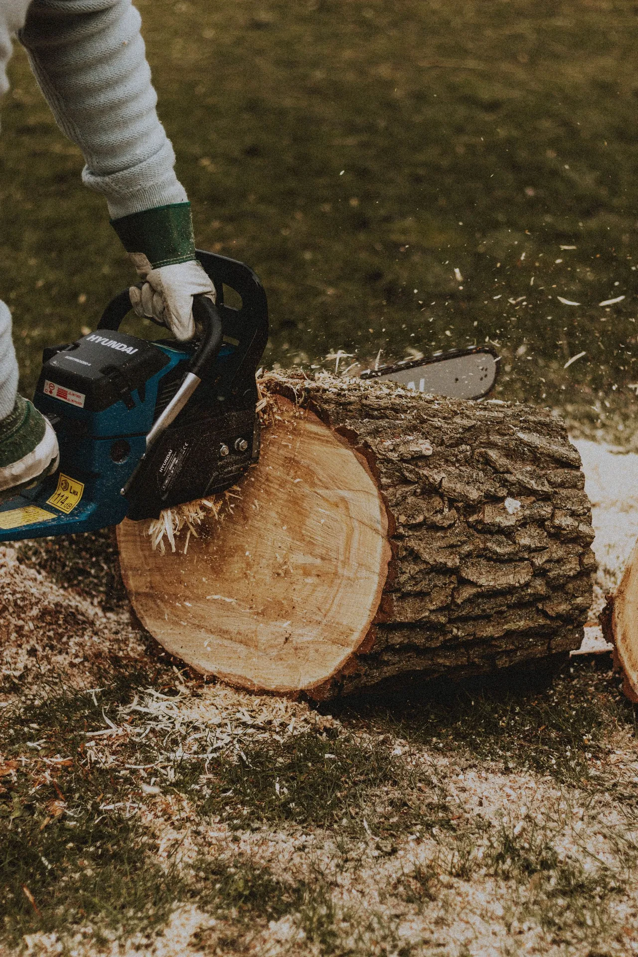 Chainsaw cutting through a large tree log, wood chips flying