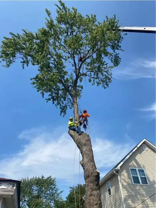 JM Tree Services crew removing a large tree next to a home in Richmond, VA